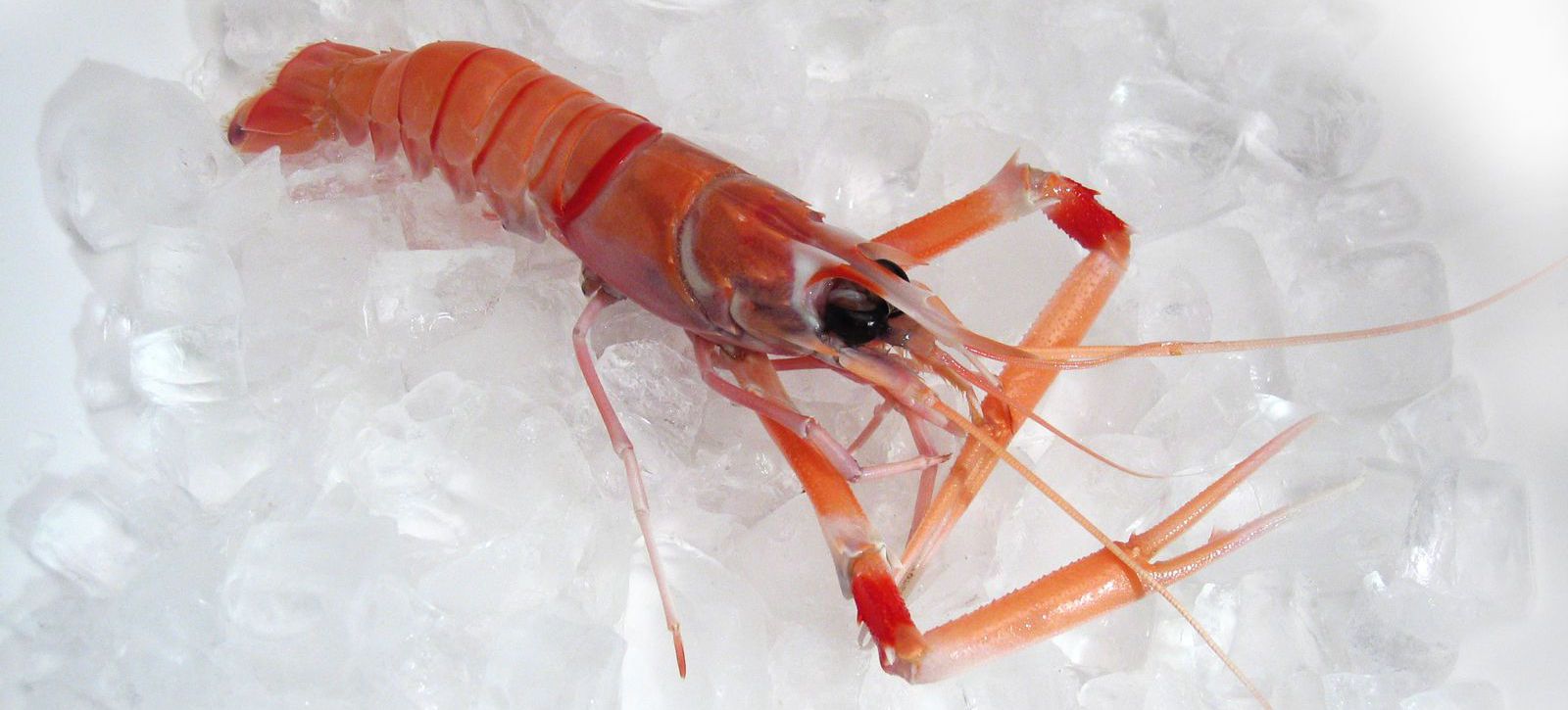 5_scampi_ice