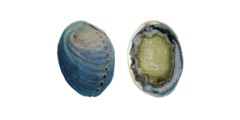 Abalone