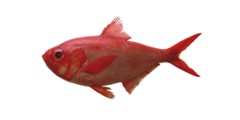 Alfonsino