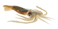 Arrow Squid