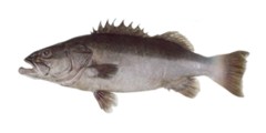 Hapuku (Groper)