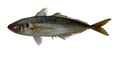 Jack Mackerel