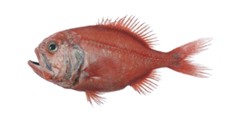 Orange Roughy