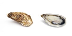 Oysters - Pacific