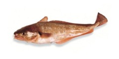 Red Cod