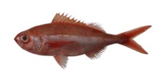 Rubyfish