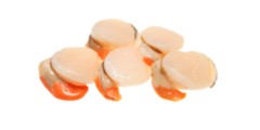Scallops