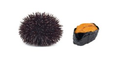 Sea Urchin