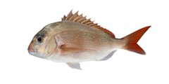 Snapper